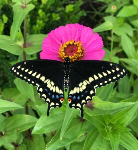 Eastern Black Swallowtail butterfly on a pink zinnia.